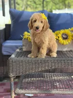 Dora, a female Goldendoodle for sale in Mayfield, KY – 2 of 10