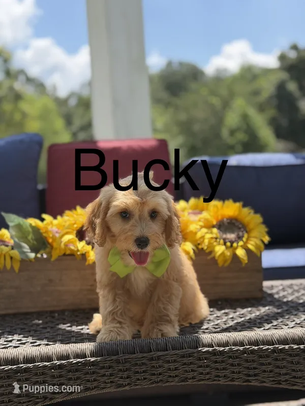 Bucky – Miniature Goldendoodle puppy for sale in Mayfield, KY