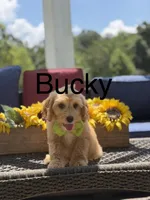 Bucky, a male Miniature Goldendoodle for sale in Mayfield, KY – 1 of 9