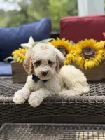 Adam, a male Miniature Goldendoodle for sale in Mayfield, KY – 8 of 10