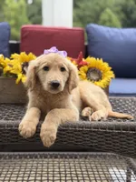 Amelia , a female Miniature Goldendoodle for sale in Mayfield, KY – 2 of 10