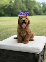 Whitney, a female Miniature Goldendoodle for sale in Mayfield, KY – 7 of 10