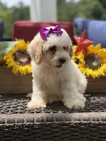 Aubrey, a female Miniature Goldendoodle for sale in Mayfield, KY – 3 of 10