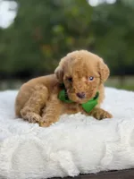 Chase , a male Miniature Goldendoodle for sale in Mayfield, KY – 8 of 10