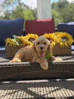 Bucky, a male Miniature Goldendoodle for sale in Mayfield, KY – 4 of 9