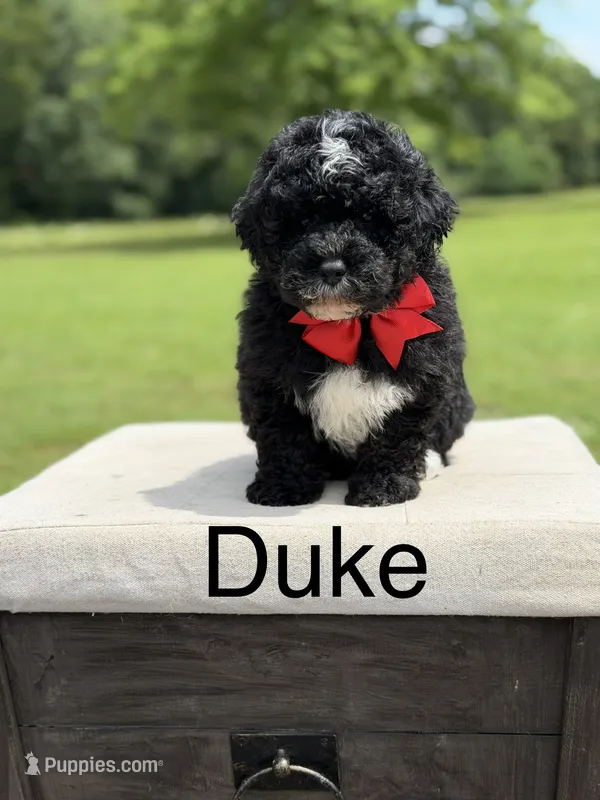 Duke  – Miniature Bernedoodle puppy for sale in Mayfield, KY