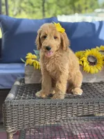 Dora, a female Goldendoodle for sale in Mayfield, KY – 6 of 10