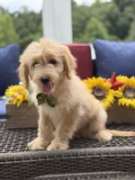 Austin, a male Miniature Goldendoodle for sale in Mayfield, KY – 8 of 10
