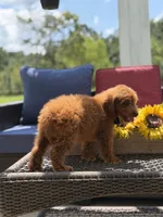 Buzz, a male Miniature Goldendoodle for sale in Mayfield, KY – 2 of 10
