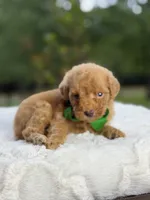 Chase , a male Miniature Goldendoodle for sale in Mayfield, KY – 3 of 10