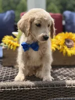 Anthony, a male Miniature Goldendoodle for sale in Mayfield, KY – 6 of 10
