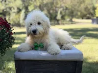 Buddy , a male Miniature Goldendoodle for sale in Mayfield, KY – 10 of 10