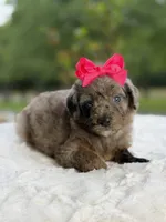 Chole , a female Miniature Goldendoodle for sale in Mayfield, KY – 10 of 10