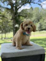 Bucky, a male Miniature Goldendoodle for sale in Mayfield, KY – 2 of 10