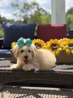 Bess, a female Miniature Goldendoodle for sale in Mayfield, KY – 3 of 10
