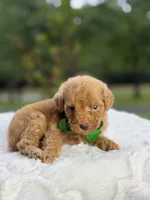 Chase , a male Miniature Goldendoodle for sale in Mayfield, KY – 6 of 10