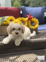 April, a female Miniature Goldendoodle for sale in Mayfield, KY – 7 of 10