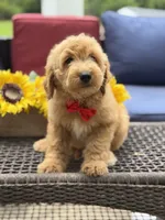 Aiden, a male Miniature Goldendoodle for sale in Mayfield, KY – 7 of 10