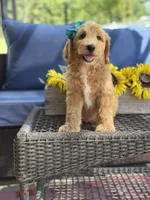 Daisy , a female Goldendoodle for sale in Mayfield, KY – 6 of 10