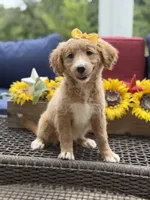 Alina, a female Miniature Goldendoodle for sale in Mayfield, KY – 6 of 10