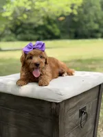 Whitney, a female Miniature Goldendoodle for sale in Mayfield, KY – 6 of 10