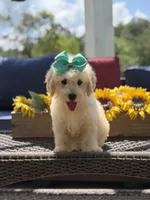 Bess, a female Miniature Goldendoodle for sale in Mayfield, KY – 5 of 10