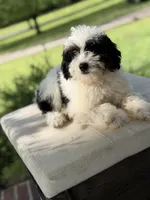 BO , a male Miniature Goldendoodle for sale in Mayfield, KY – 9 of 10
