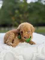 Chase , a male Miniature Goldendoodle for sale in Mayfield, KY – 2 of 10