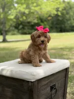 Winnie , a female Miniature Goldendoodle for sale in Mayfield, KY – 4 of 10