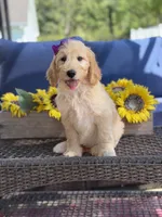 Dixie , a female Goldendoodle for sale in Mayfield, KY – 2 of 10