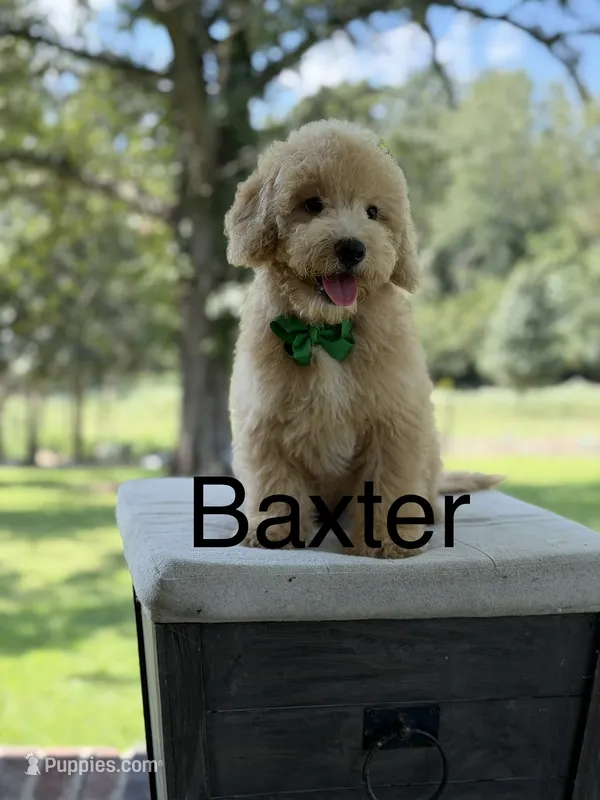 Baxter – Miniature Goldendoodle puppy for sale in Mayfield, KY