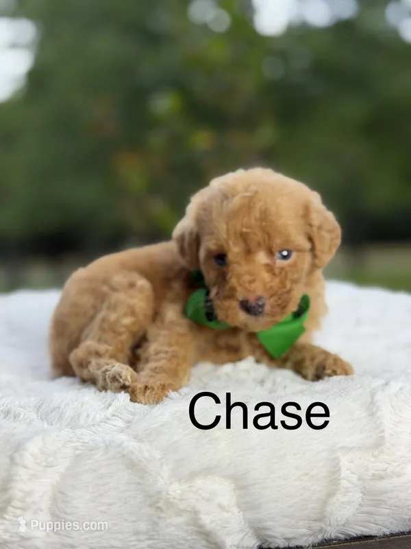 Chase  – Miniature Goldendoodle puppy for sale in Mayfield, KY