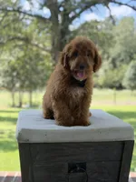 Buzz, a male Miniature Goldendoodle for sale in Mayfield, KY – 6 of 10
