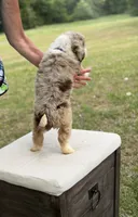 Wes , a male Miniature Aussiedoodle for sale in Mayfield, KY – 5 of 10