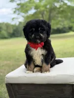 Winston , a male Miniature Aussiedoodle for sale in Mayfield, KY – 9 of 10