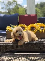 Baxter, a male Miniature Goldendoodle for sale in Mayfield, KY – 4 of 10
