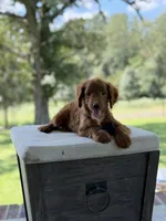 Boo, a female Miniature Goldendoodle for sale in Mayfield, KY – 10 of 10