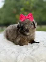 Chole , a female Miniature Goldendoodle for sale in Mayfield, KY – 8 of 10