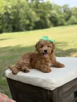 Wiggles, a female Miniature Goldendoodle for sale in Mayfield, KY – 5 of 10