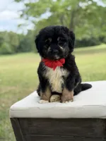 Winston , a male Miniature Aussiedoodle for sale in Mayfield, KY – 7 of 10