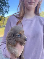 LH Female, a female Miniature Dachshund for sale in Statesville, NC – 2 of 4