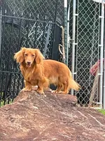 LH Black & Tan Male, a male Miniature Dachshund for sale in Statesville, NC – 6 of 7