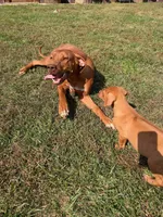 Female 1, a female Rhodesian Ridgeback for sale in Statesville, NC – 3 of 3