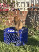 Faith LH Mae, a male Miniature Dachshund for sale in Statesville, NC – Photo 5 of 5