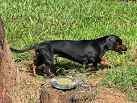Tiny SH Male, a male Miniature Dachshund for sale in Statesville, NC – 4 of 6