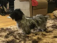 Male Piebald w/alot of black, a female Miniature Dachshund for sale in Statesville, NC – Photo 2 of 3