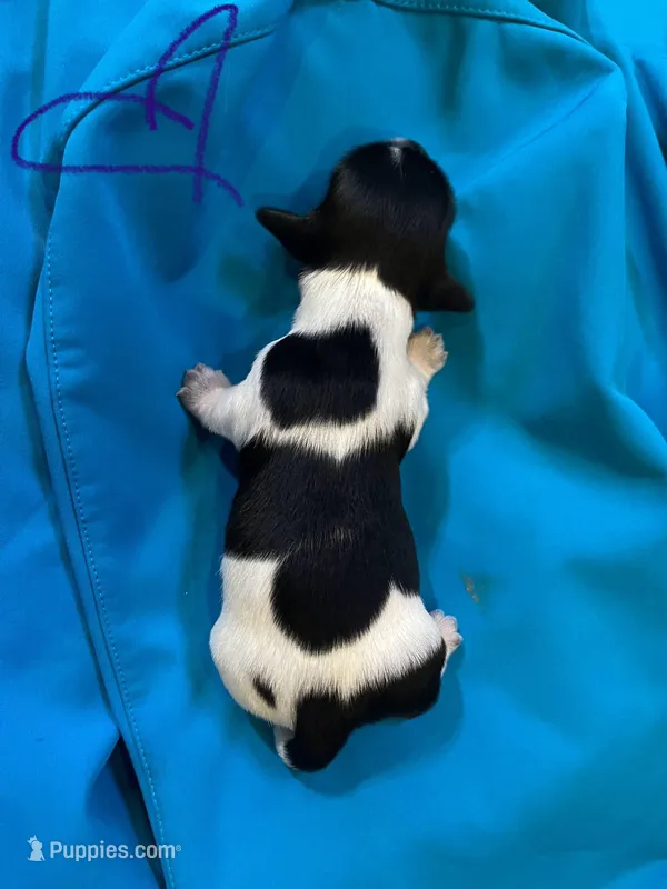 Male Piebald w/alot of black, a female Miniature Dachshund for sale in Statesville, NC – Photo 1 of 3