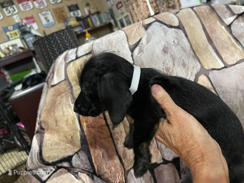Wire Female – Miniature Dachshund puppy for sale in Statesville, NC