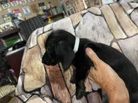 Wire Female, a female Miniature Dachshund for sale in Statesville, NC – 1 of 3