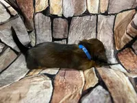 LH Male, a male Miniature Dachshund for sale in Statesville, NC – 3 of 7